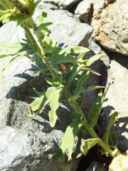 Castilleja brevilobata