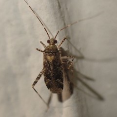 Miridae