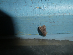 Anacampsis timidella