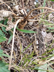 Bryodemella tuberculata