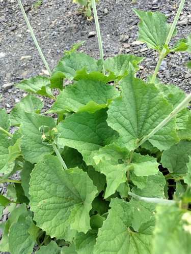 Valeriana alliariifolia