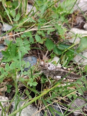 Bryodemella tuberculata