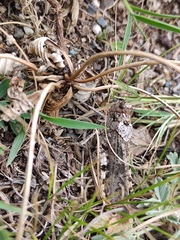 Bryodemella tuberculata