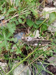 Bryodemella tuberculata