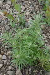 Artemisia leucophylla