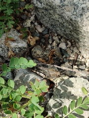 Bryodemella