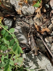 Bryodemella