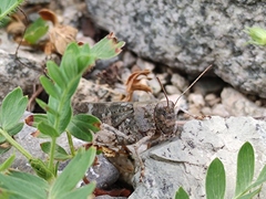 Bryodemella