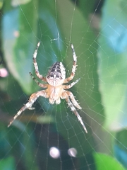 Araneus diadematus