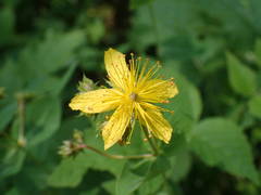 Hypericum richeri