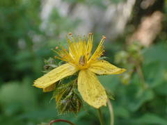 Hypericum richeri
