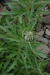 Artemisia leucophylla