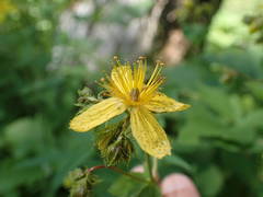 Hypericum richeri