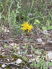 Grindelia scabra