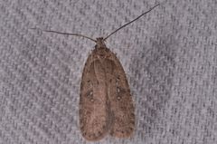 Agonopterix heracliana