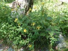 Hypericum richeri