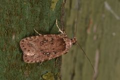 Agonopterix heracliana