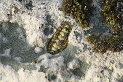 Mopalioidea