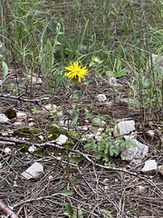 Grindelia scabra