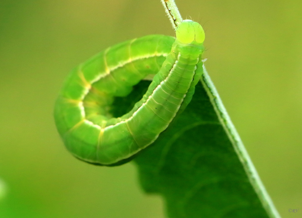 Herald Moth