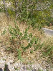 Brickellia laciniata