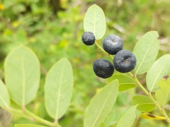 Phyllanthus reticulatus
