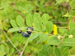 Phyllanthus reticulatus