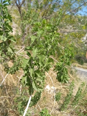 Brickellia laciniata