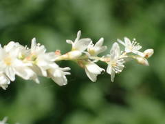 Koenigia alpina