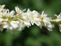Koenigia alpina