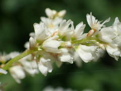 Koenigia alpina
