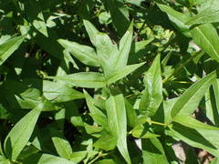Koenigia alpina