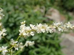 Koenigia alpina