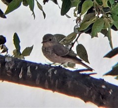 Muscicapa striata