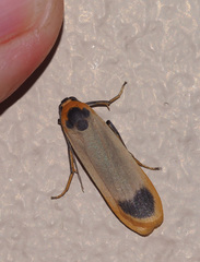 Brunia dorsalis