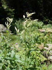 Koenigia alpina