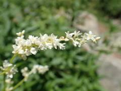 Koenigia alpina