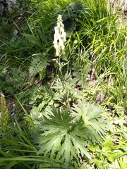 Aconitum barbatum