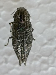 Dicerca furcata