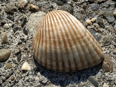 Anadara brasiliana