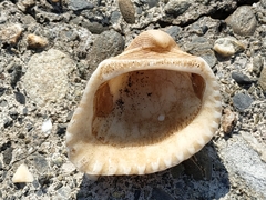 Anadara brasiliana