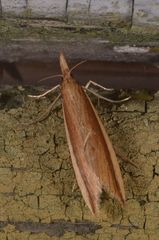 Donacaula mucronella