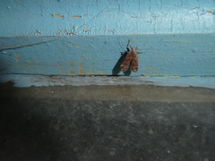 Anacampsis timidella