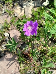 Geranium gymnocaulon