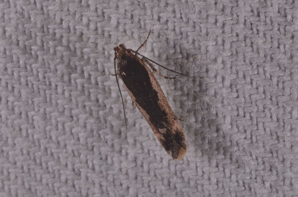 Cosmardia moritzella