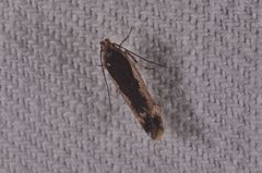 Cosmardia moritzella