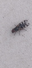 Ceroxys urticae