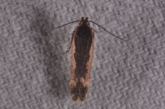 Cosmardia moritzella