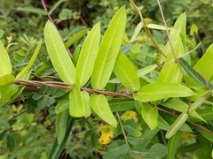 Hemidesmus indicus