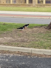 Haematopus longirostris
